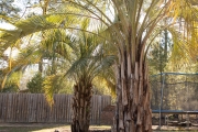 Palms-close-up-Between-the-Edges-AugustaGA-NorthAugusta-SC-landscaping-maintenance