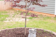 Japanese-maple-tree-installation-landscaping-project-Between-the-Edges-North-Augusta-SC