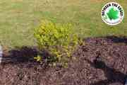 landscaping-shrubs-and-mulch-Between-the-Edges-backyard-landscaping-North-Augusta-SC-min